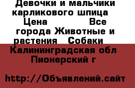 Девочки и мальчики карликового шпица  › Цена ­ 20 000 - Все города Животные и растения » Собаки   . Калининградская обл.,Пионерский г.